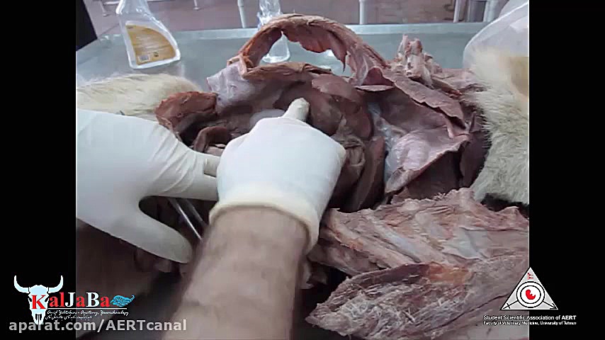 کلاس مجازی عملی آناتومی توپوگرافیک دامپزشکی، حفره شکم، بخش سوم پاکسازی پوست