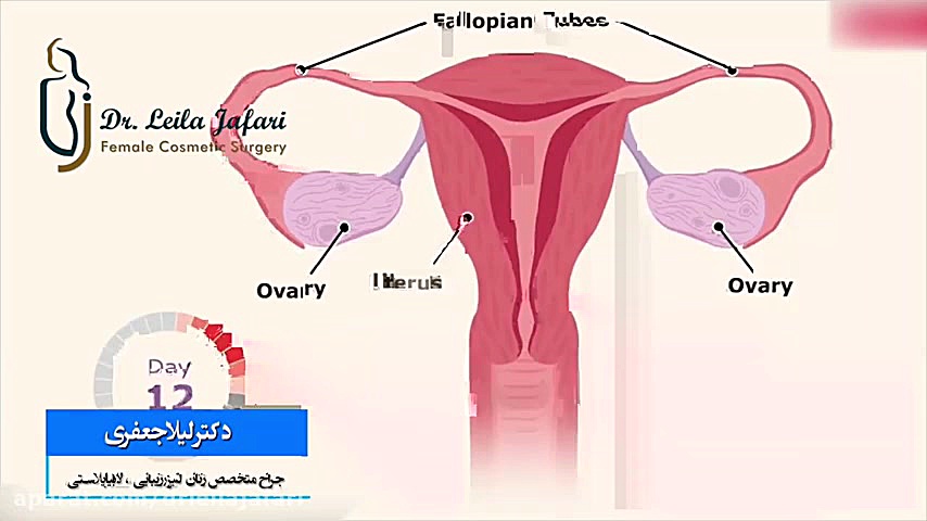 چرخه قاعدگی دکتر لیلا جعفری