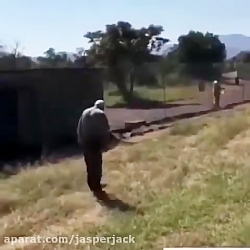 حمله شیر به انسان.