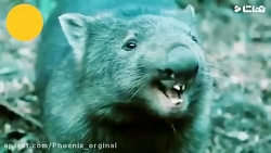 حیوانات خانگی بامزه و عجیب