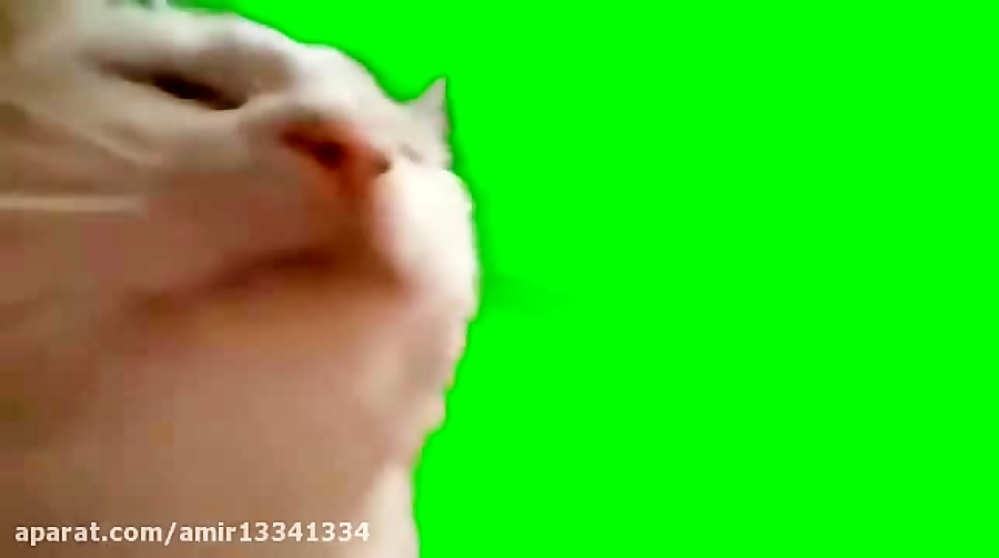 میم گربه پرده سبز/میم/میم/MEME/