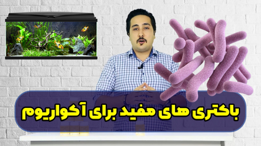 باکتری مفید آکواریوم عنصر اصلی شفاف سازی آب هموکروماتوز