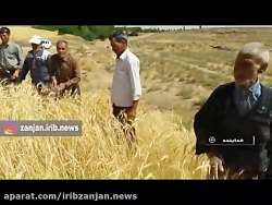 برداشت خوشه های طلایی از گندم زارهای خدابنده
