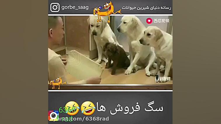 سگ فروش ها جوانسازی پوست