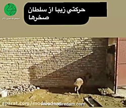 حرکت زیبا از سلطان صخرها - مشاوره در واتساپ 3211 373 0919