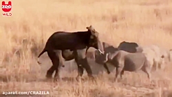نبرد سخت کرگدن با فیل در حیات...