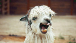 حیوانات خانگی | خنده دار ترین...