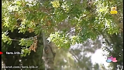 ترانه شاد &quot; گل ناز &quot;...