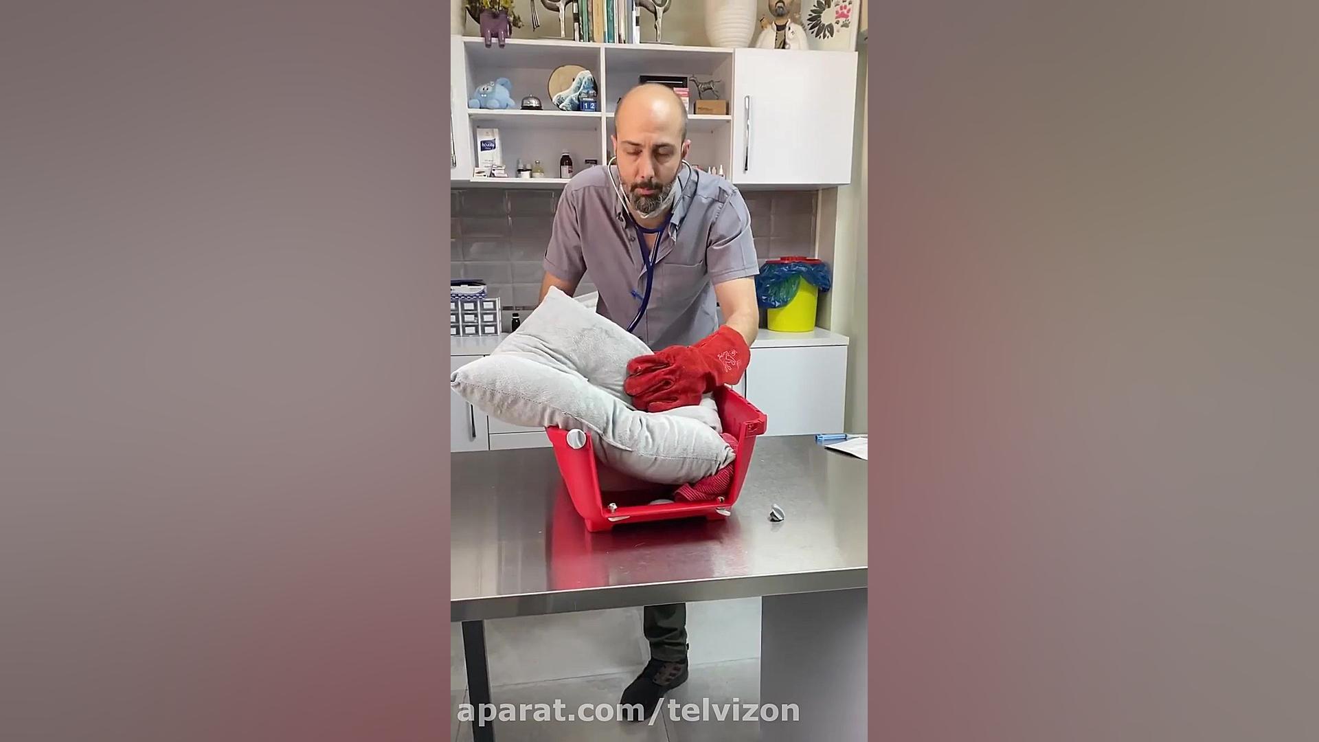 معاینه گربه عصبانی در مطب دامپزشکی تزریق بوتاکس