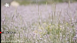 ترانه شاد و زیبای " دلمو میدم...