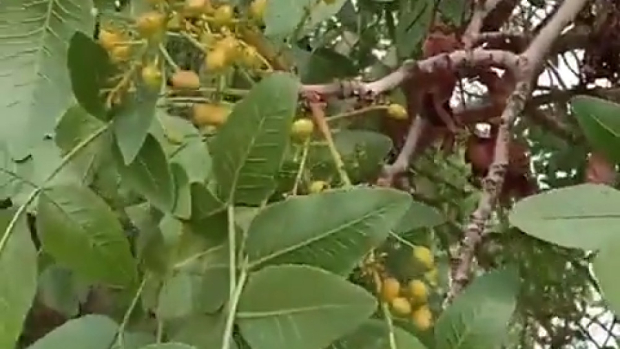 میدونستی آدامس سقز برا عفونت دندان معجزه میکنه؟