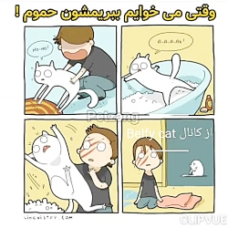 چیز هایی درمورد گربه ها