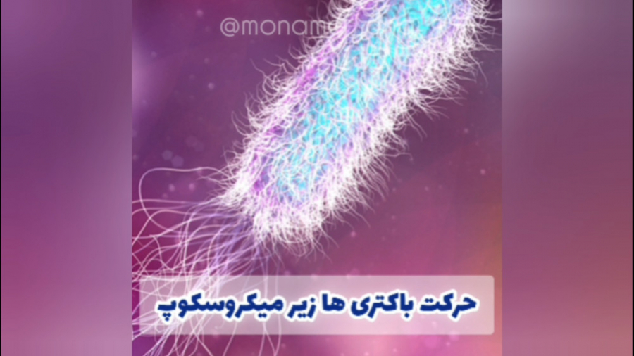 حرکت باکتری زیر میکروسکوپ پتوز دوطرفه