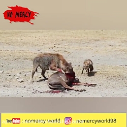 زنده خواری حیوانات  خوردن زنده...