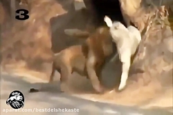 جنگ خونین  شیر و ببر  جنگ دیدن...