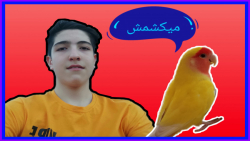 چالش انداختن طوطی های برزیلی ت...