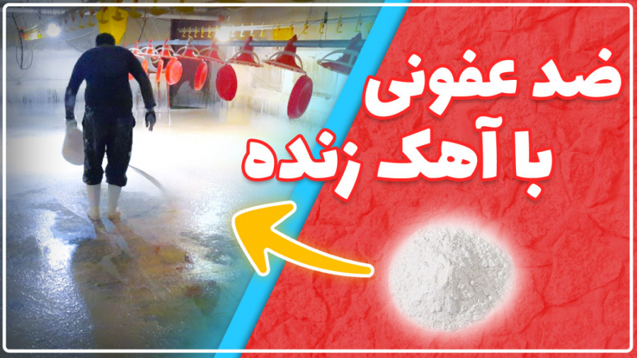 ضدعفونی سالن پرورش مرغ گوشتی با آهک زنده دکتر محمد مهدی عبدالهی (دامپزشک)