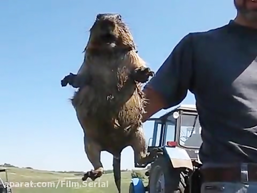 Кричащий бобер скачать