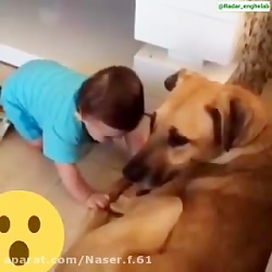 حمله سگ