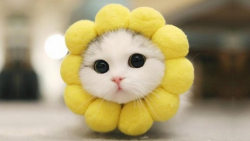 بازی با بچه گربه های بامزه  حی...