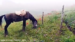 چکیده ای از سفر نئور به سوباتان چکادتور