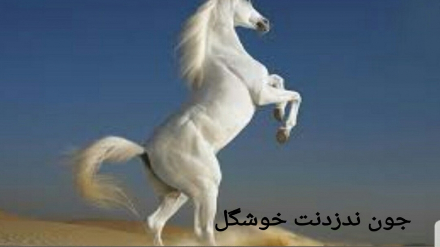 مکان اسب عرب سفید در ردد 2