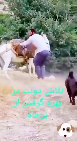 الاغ سواری زورکی