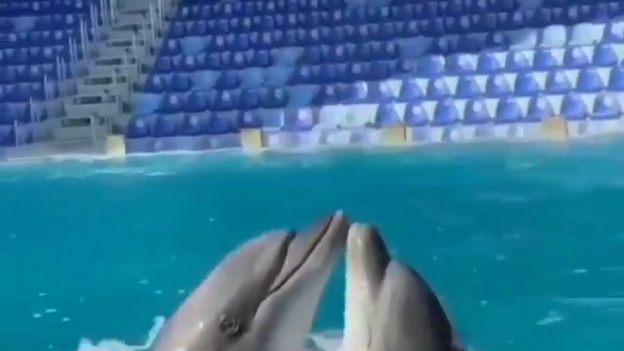 کلیپ بسیار جالب ودیدنی از رقص دلفین ها... زمان16ثانیه