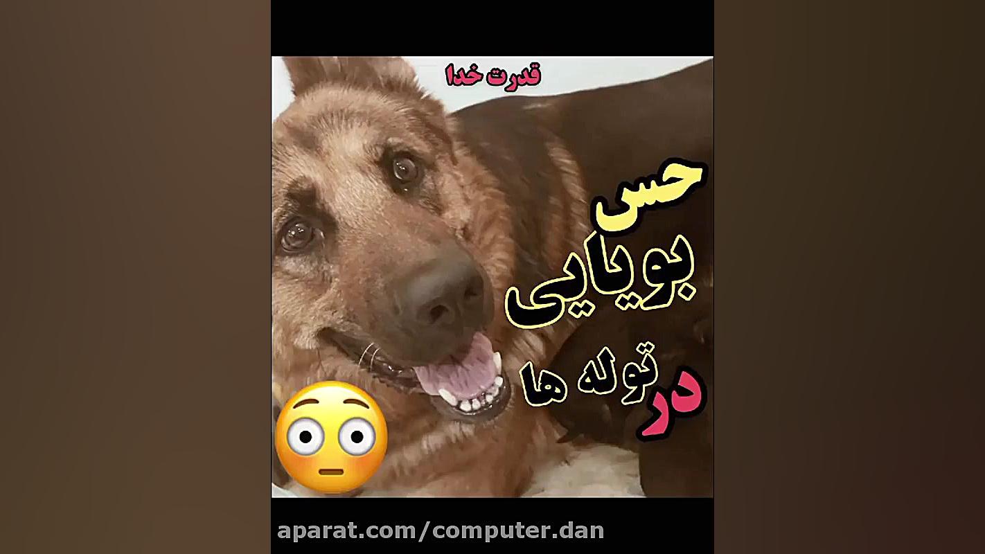 حس بویایی در توله ها رفع افتادگی پلک