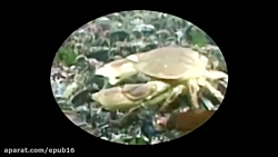 دانلود کارتون باب اسفنجی این د...