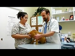 آموزش معاینه بالینی گربه قسمت...