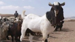 فرار از زندان