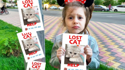 ایوا »» در جستجوی گربه گمشده