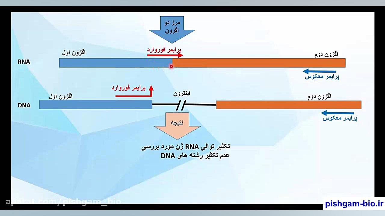 فیلم آموزش طراحی پرایمر اختصاصی برای ریل تایم real time pcr بخش دوم Super Resolution Microscopy