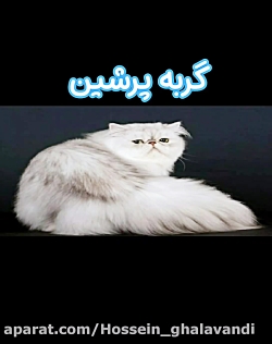 گربه پرشین