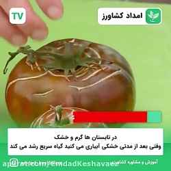 عارضه های گوجه فرنگی
