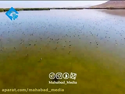 گزارشی از آتشسوزی قوپی گروس مهاباد