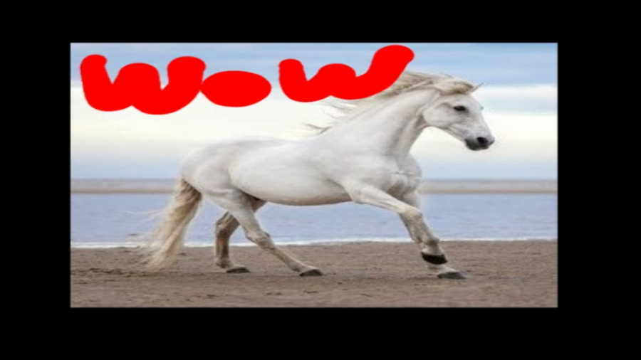 مکان بهترین اسب ردد۲ (اسب عرب سفید)