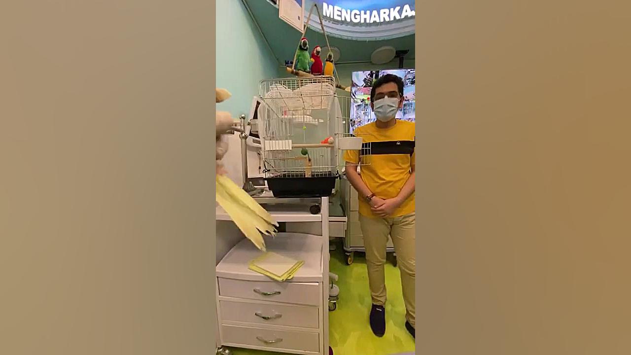 دامپزشکی که تفاوت یک پرنده مبتلا به نیوکاسل را با یک جوجه سلامت جراحی گوش