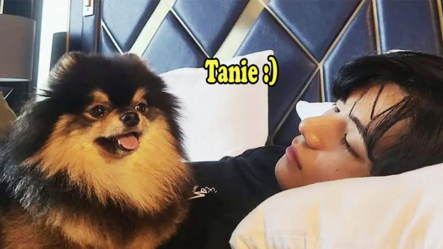 یونتان سگ تهیونگ و پسرای بی تی اس | bts and yeontan دندان مصنوعی