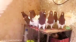 فیلم کبوتر طوقی