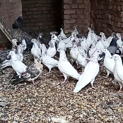 فیلم کبوتر طوقی