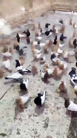 فیلم کبوتر طوقی