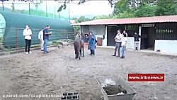 دومین دوره ارزیابی اسبهای کاسپ...