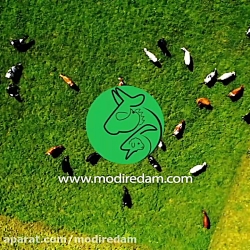 سالن جوجه کشی شترمرغ - مشاوره در واتساپ 3211 373 0919
