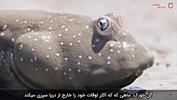 گل خورک؛ ماهی که آب را دوست ندارد !