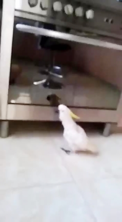 با بشگن رقصیدن کاکادو تاج زرد (◠‿◕) عروس هلندی کاسکو ملنگو شاه طوطی کفتر