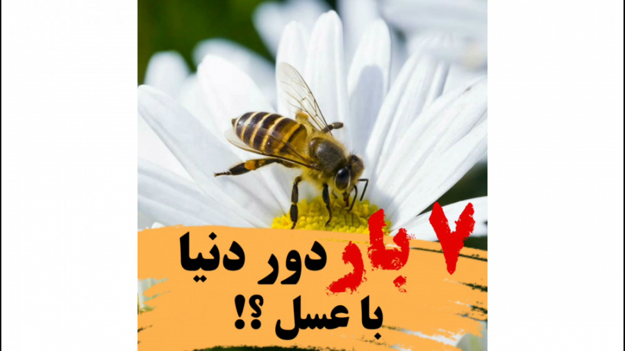 ۷ بار دور دنیا با عسل؟!! ۷ بار دور دنیا با عسل؟!!