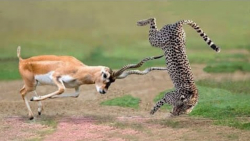 مستند حیات وحش  شکست حیوانات...