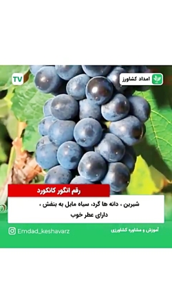 معرفی انواع ارقام انگور